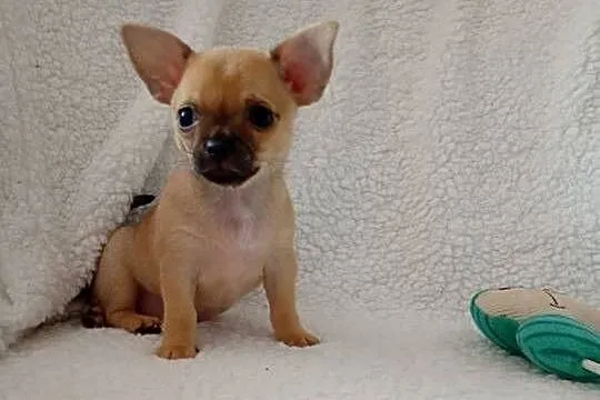 Mini suczka chihuahua, Wielkopolskie, Konin