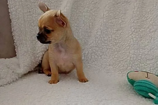 Mini suczka chihuahua, Wielkopolskie, Konin