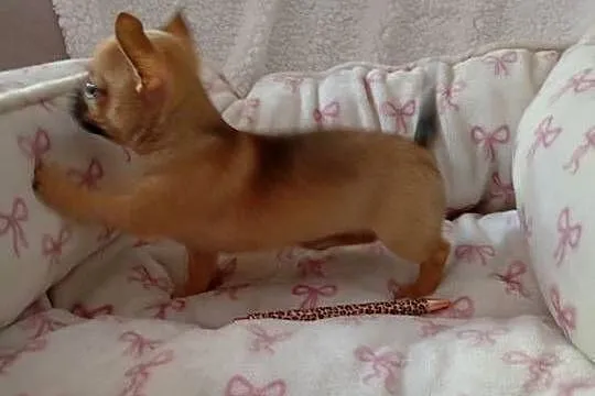 Mini suczka chihuahua, Wielkopolskie, Konin