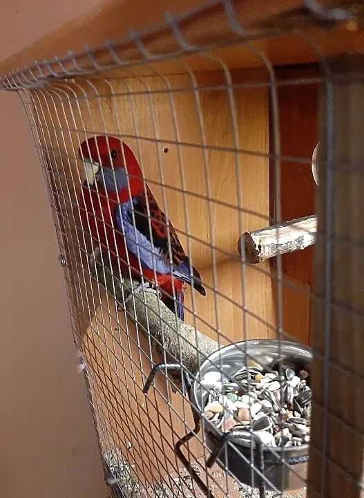 Kupię rozelle królewską SAMICE, Łódzkie, Głowno
