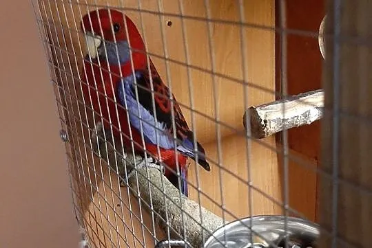 Kupię rozelle królewską SAMICE, Łódzkie, Głowno