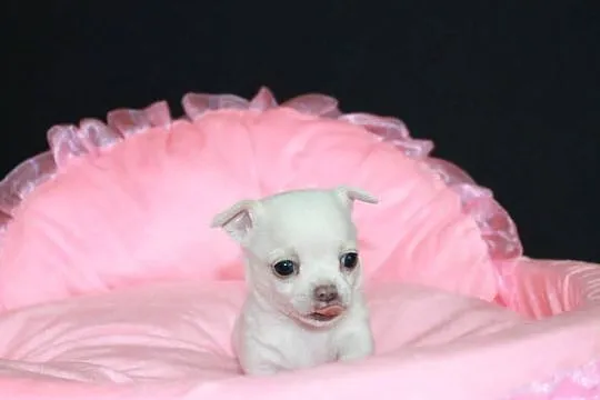 Chihuahua krótkowłosy biały chłopiec ZKwP FCI, Zachodniopomorskie, Świnoujście