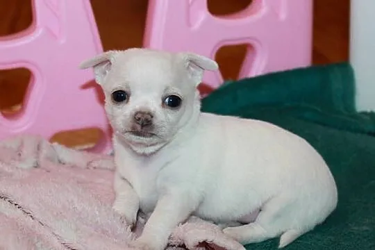 Chihuahua krótkowłosy biały chłopiec ZKwP FCI, Zachodniopomorskie, Świnoujście