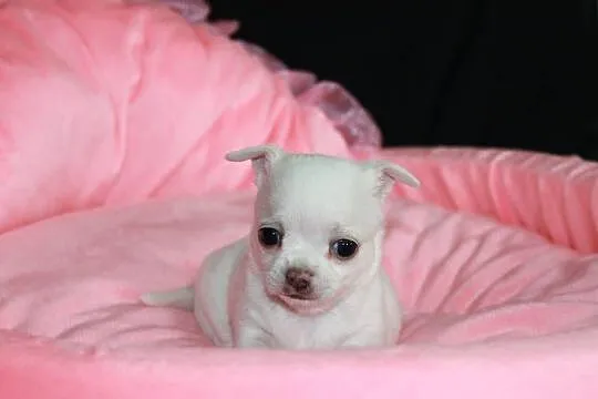 Chihuahua krótkowłosy biały chłopiec ZKwP FCI, Zachodniopomorskie, Świnoujście