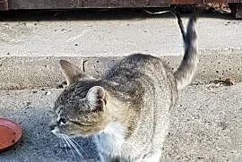 Porzucona kotka szuka domu, Łódź
