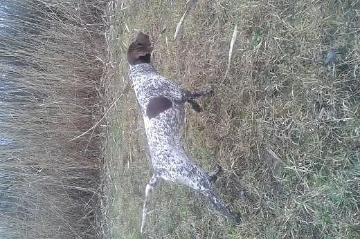 Krycie wyżeł niemiecki krótkowłosy,  małopolskie T