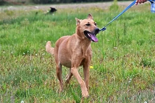 Masza- przepiękna filigranowa suczka, towarzyska i