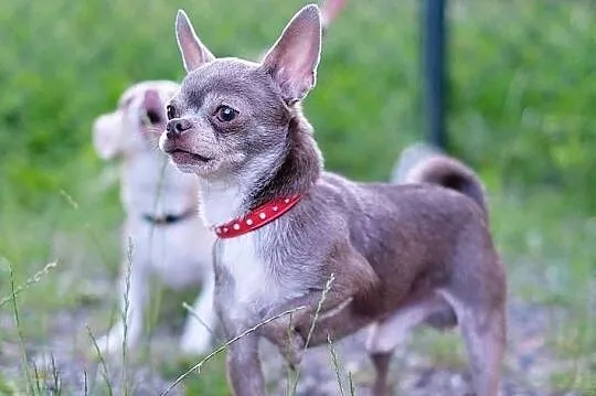 Reproduktor Chihuahua 2,5 kg Zkwp