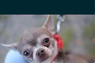 Reproduktor Chihuahua 2,5 kg Zkwp, Śląskie, Czechowice-Dziedzice