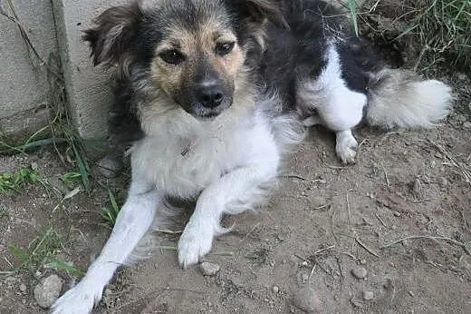 MOLLY - śliczna, 7 kg mikro sunia do adopcji,  maz