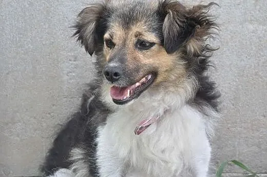 MOLLY - śliczna, 7 kg mikro sunia do adopcji,  maz