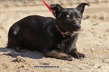 Tinto - mały piesek do adopcji,  mazowieckie Nowy 