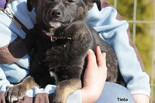 Tinto - mały piesek do adopcji,  mazowieckie Nowy 