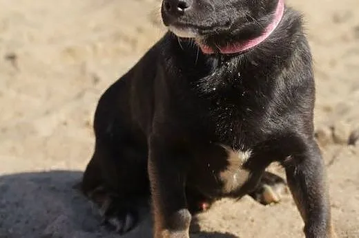 Tinto - mały piesek do adopcji,  mazowieckie Nowy 