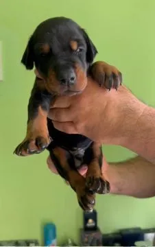 Doberman Piękne zarejestrowane szczenięta na sprzedaż, Mazowieckie, Warszawa