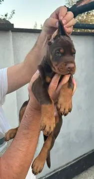 Doberman Piękne zarejestrowane szczenięta na sprzedaż, Mazowieckie, Warszawa