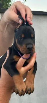 Doberman Piękne zarejestrowane szczenięta na sprzedaż, Mazowieckie, Warszawa