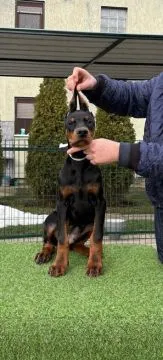 Doberman Piękne zarejestrowane szczenięta na sprzedaż, Mazowieckie, Warszawa