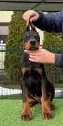 Doberman Piękne zarejestrowane szczenięta na sprzedaż