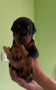 Doberman Piękne zarejestrowane szczenięta na sprzedaż, Mazowieckie, Warszawa
