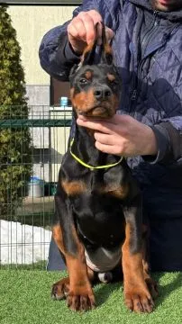 Doberman Piękne zarejestrowane szczenięta na sprzedaż, Mazowieckie, Warszawa