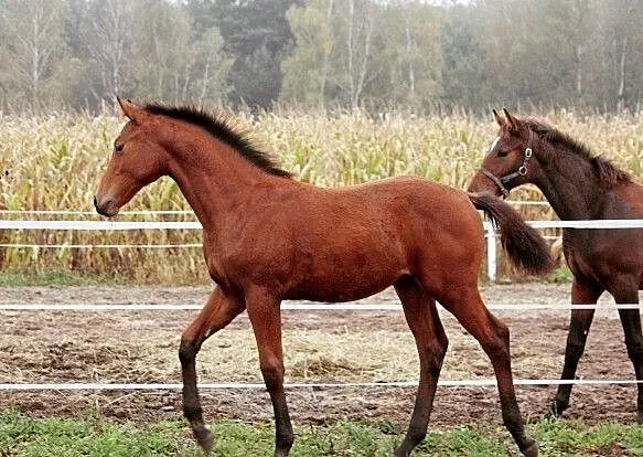 ŹREBAK ZANGERSHEIDE ur. 06.2020 (HIPPICA KOH I NOOR /KANNAN X ROMMEL), ,