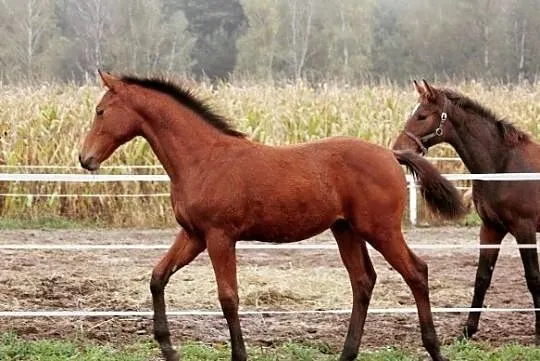 ŹREBAK ZANGERSHEIDE ur. 06.2020 (HIPPICA KOH I NOOR /KANNAN X ROMMEL), , 