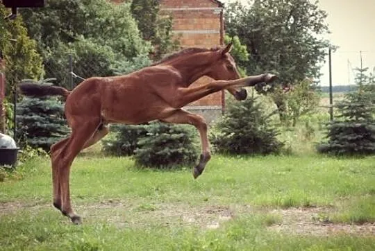 ŹREBAK ZANGERSHEIDE ur. 06.2020 (HIPPICA KOH I NOOR /KANNAN X ROMMEL), , 