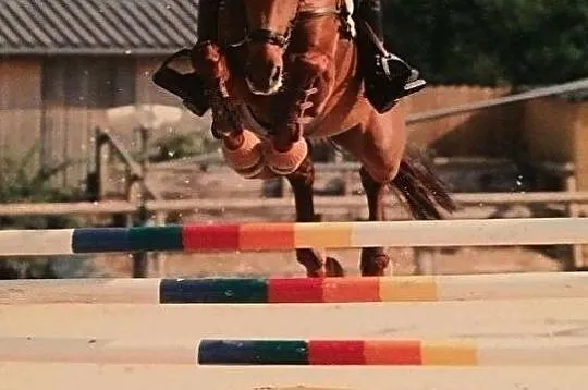 ŹREBAK ZANGERSHEIDE ur. 06.2020 (HIPPICA KOH I NOOR /KANNAN X ROMMEL), , 