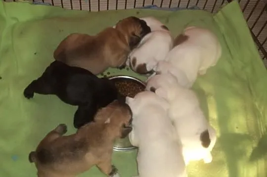 Buldog Francuski Buldogi Francuskie