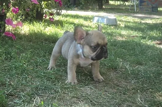 Buldog Francuski Buldogi Francuskie