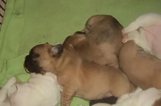 Buldog Francuski Buldogi Francuskie