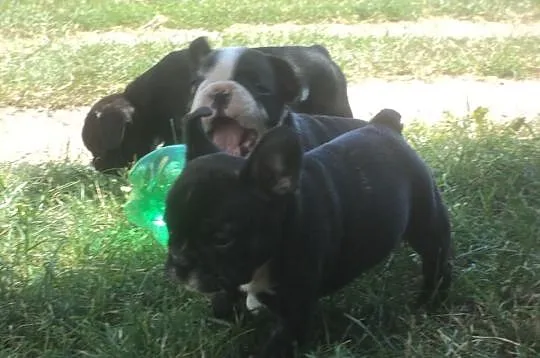 Buldog Francuski Buldogi Francuskie