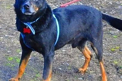 WALKER - psiak, który kocha wszystkich; błaga o dom na stare lata,  łódzkie Łódź, Łódzkie, Łódź