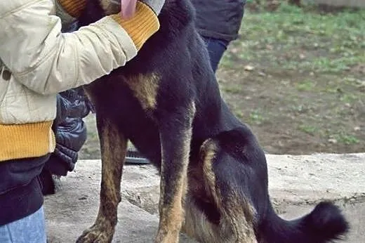 Największy pieszczoch na świecie, łagodny Gabor,  
