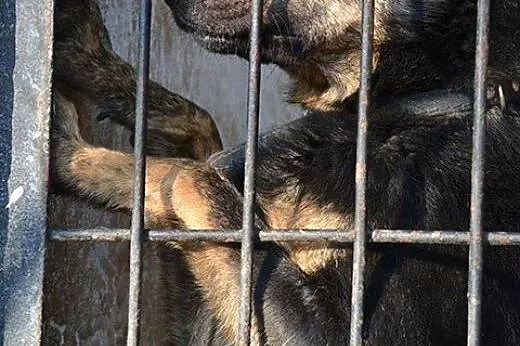 Największy pieszczoch na świecie, łagodny Gabor,  