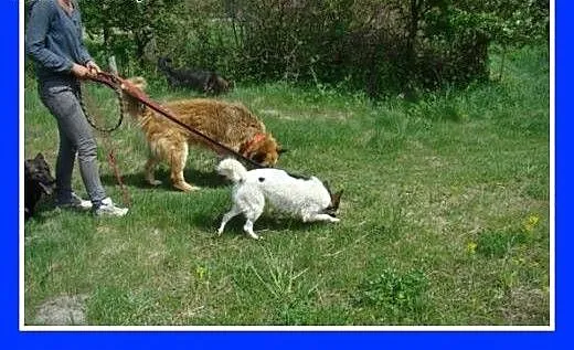 9kg,wesoła,kontaktowa,przytulaśna,suczka Kroplunia