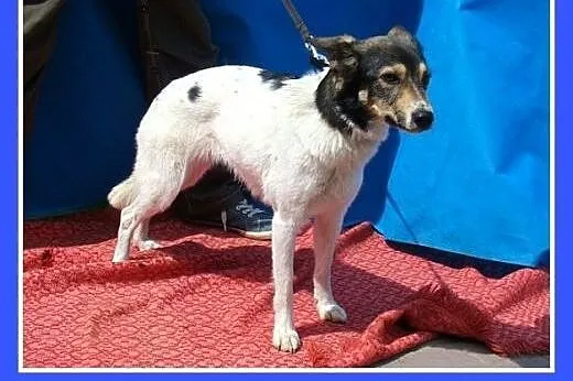 9kg,wesoła,kontaktowa,przytulaśna,suczka Kroplunia