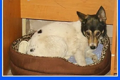 9kg,wesoła,kontaktowa,przytulaśna,suczka Kroplunia