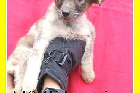 3 mies. szczeniak,suczka średnia,szczepiona.ADOPCJA,  mazowieckie Warszawa