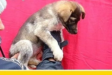 3 mies. szczeniak,suczka średnia,szczepiona.ADOPCJ
