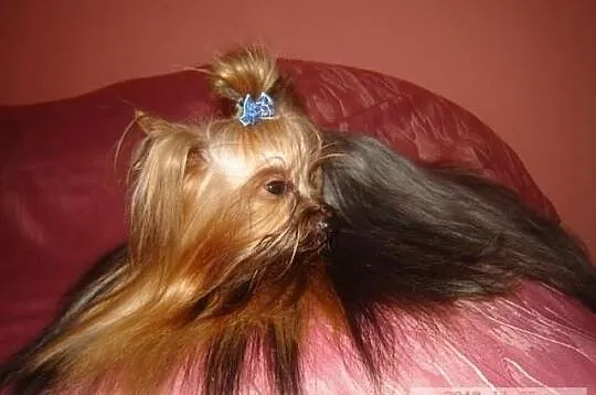 Yorkshire Terrier - krycie reproduktorem