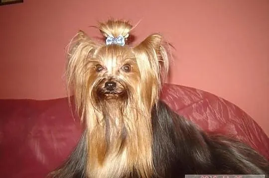 Yorkshire Terrier - krycie reproduktorem