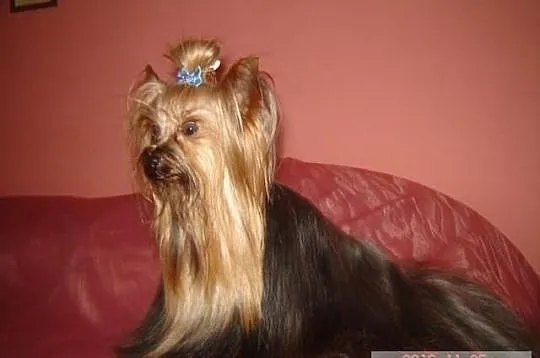 Yorkshire Terrier - krycie reproduktorem