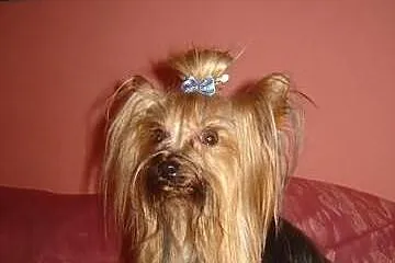 Yorkshire Terrier - krycie reproduktorem