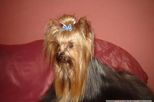 Yorkshire Terrier - krycie reproduktorem