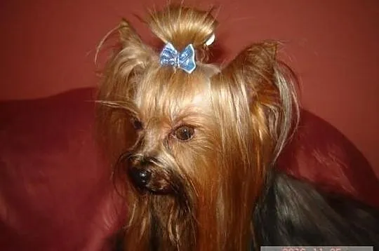 Yorkshire Terrier - krycie reproduktorem