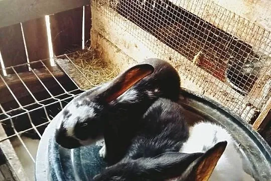 Sprzedam mieszańce królików Barana Francuskiego i Belga