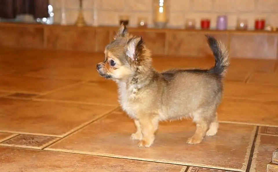 Chihuahua Długowłosa