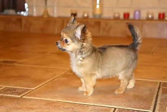 Chihuahua Długowłosa